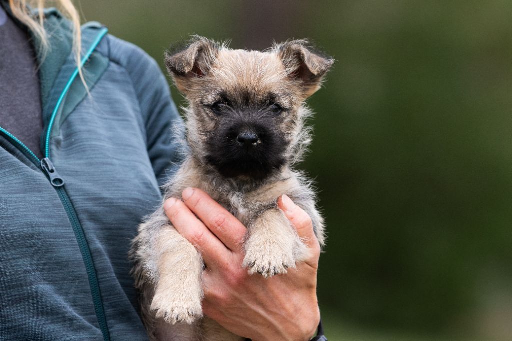 d'Isarudy - Chiot disponible  - Cairn Terrier