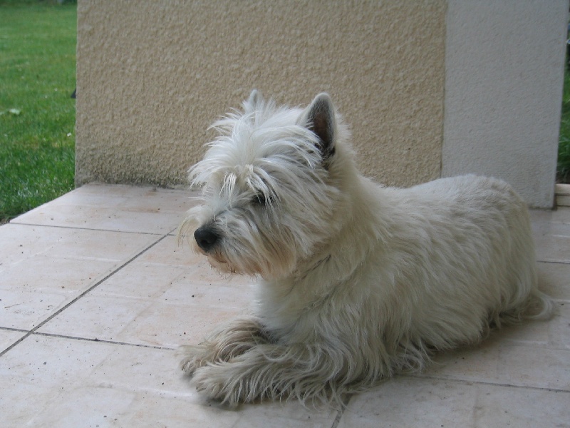 Les West Highland White Terrier de l'affixe d'Isarudy