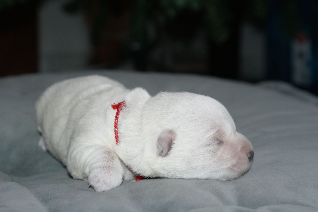 d'Isarudy - Chiot disponible  - West Highland White Terrier