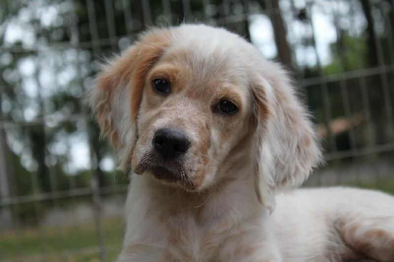 chiot Setter Anglais d'Isarudy