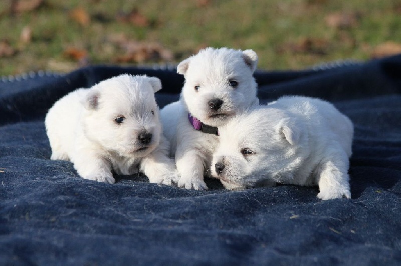 d'Isarudy - West Highland White Terrier - Portée née le 23/11/2016