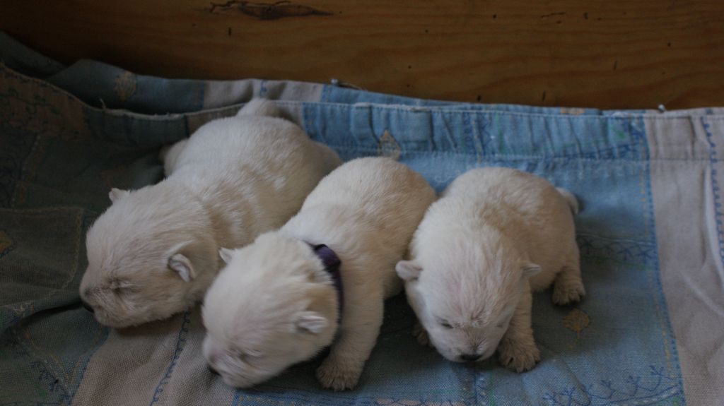 d'Isarudy - West Highland White Terrier - Portée née le 27/08/2021
