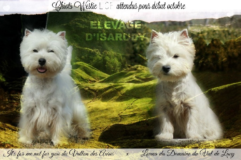 d'Isarudy - West Highland White Terrier - Portée née le 30/09/2016