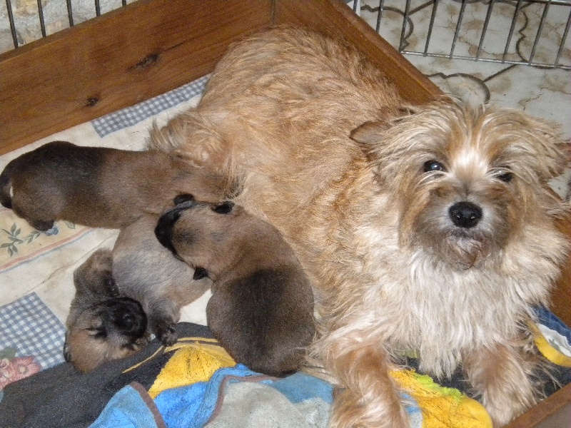 d'Isarudy - Cairn Terrier - Portée née le 30/10/2012