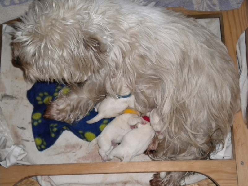 d'Isarudy - West Highland White Terrier - Portée née le 03/12/2013