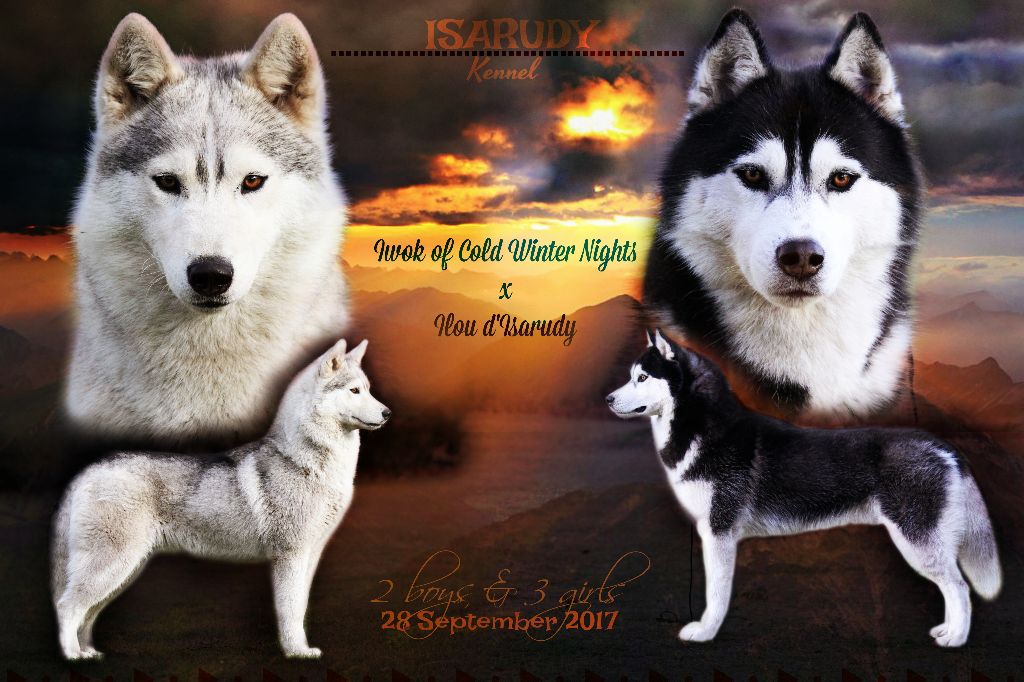 d'Isarudy - Siberian Husky - Portée née le 28/09/2017