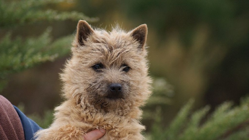 d'Isarudy - Cairn Terrier - Portée née le 20/10/2014