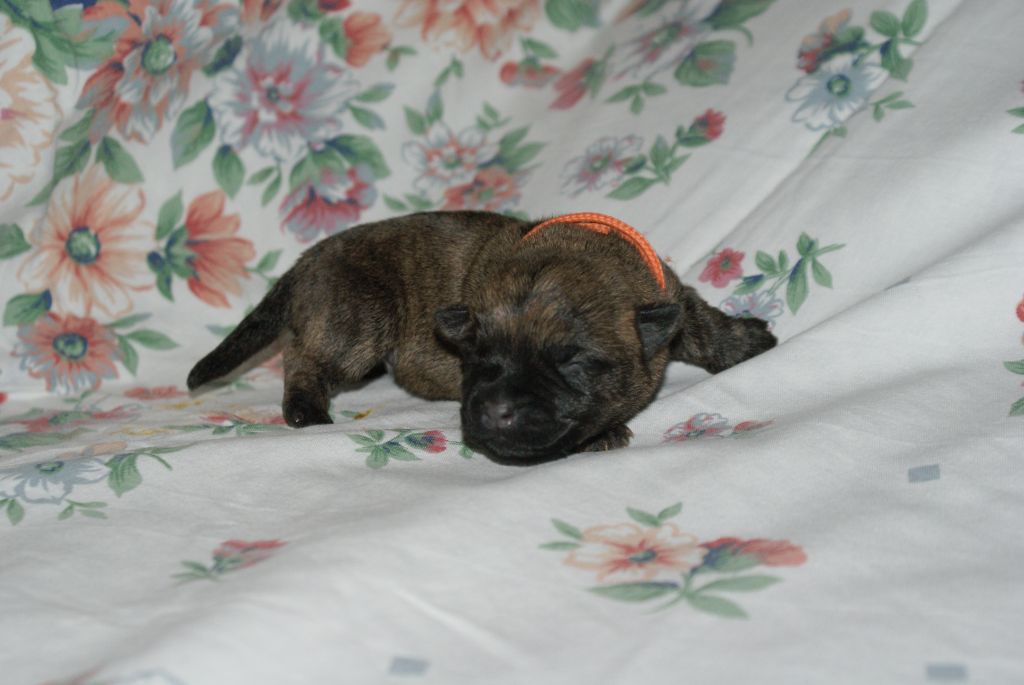 d'Isarudy - Chiot disponible  - Cairn Terrier
