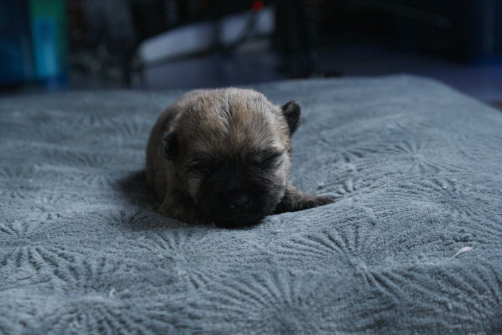 d'Isarudy - Chiot disponible  - Cairn Terrier