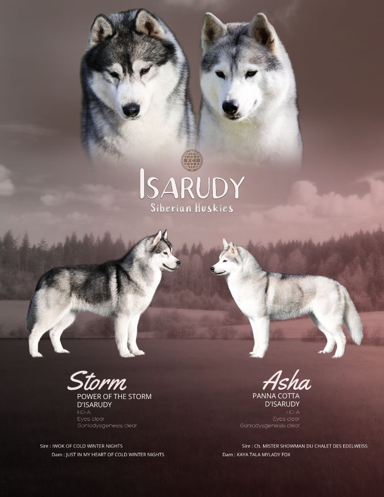 chiot Siberian Husky d'Isarudy