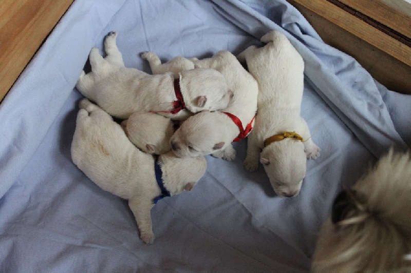 d'Isarudy - West Highland White Terrier - Portée née le 04/06/2015