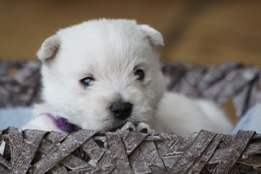 d'Isarudy - West Highland White Terrier - Portée née le 06/05/2019