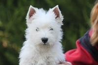 d'Isarudy - West Highland White Terrier - Portée née le 05/07/2017