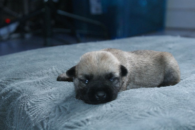 d'Isarudy - Cairn Terrier - Portée née le 13/01/2025