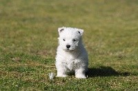 d'Isarudy - West Highland White Terrier - Portée née le 10/01/2021