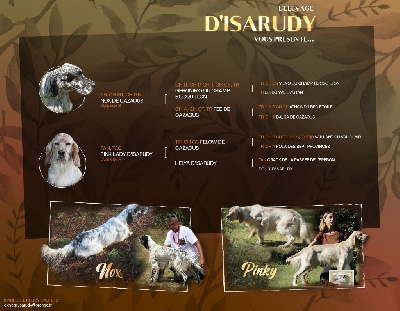 d'Isarudy - Setter Anglais - Portée née le 05/05/2024