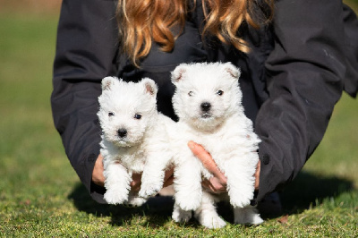 d'Isarudy - West Highland White Terrier - Portée née le 18/12/2022