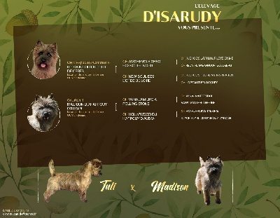 d'Isarudy - Cairn Terrier - Portée née le 06/11/2022