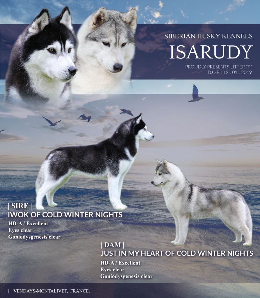 d'Isarudy - Siberian Husky - Portée née le 12/01/2019
