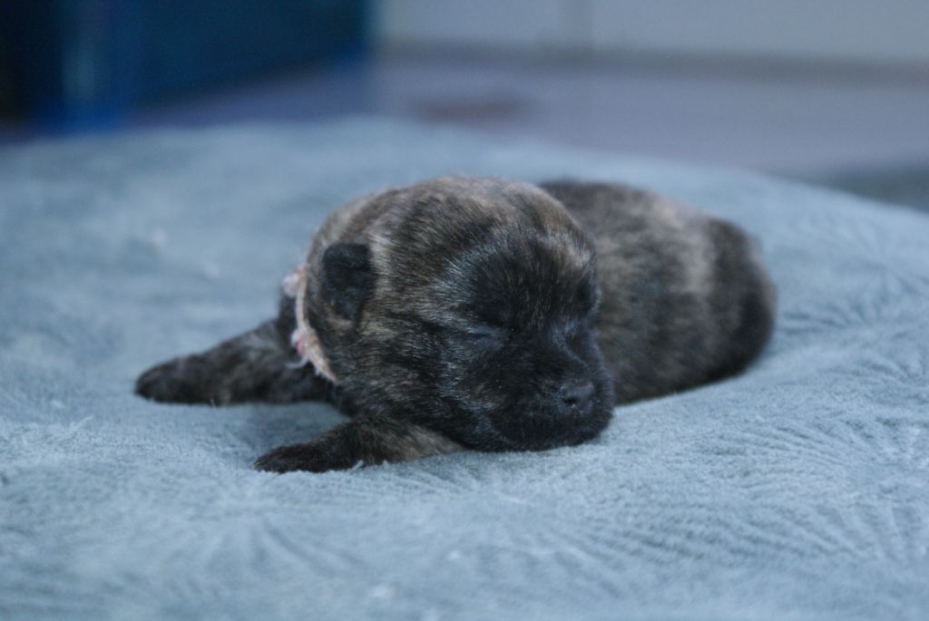 d'Isarudy - Chiot disponible  - Cairn Terrier