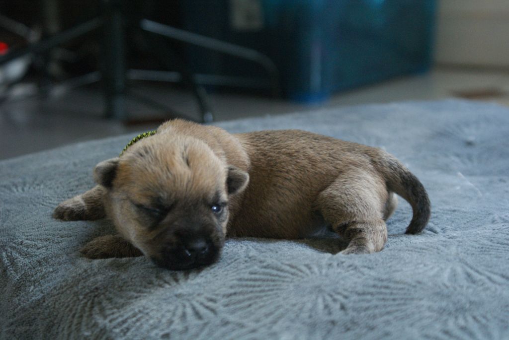 d'Isarudy - Chiot disponible  - Cairn Terrier