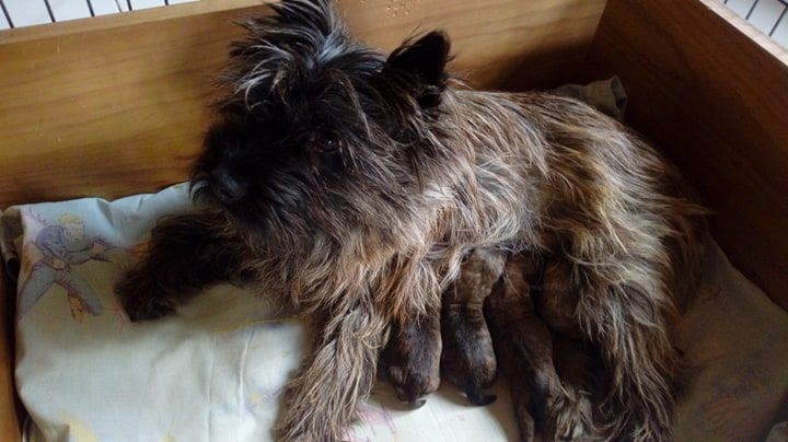 chiot Cairn Terrier d'Isarudy