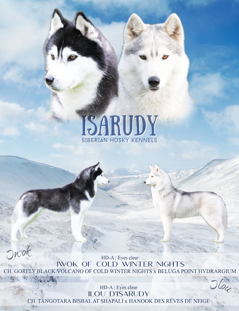 d'Isarudy - Siberian Husky - Portée née le 05/11/2019