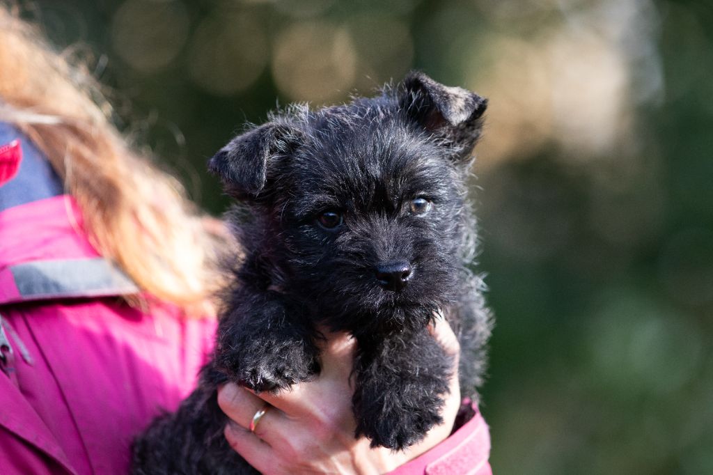 chiot Cairn Terrier d'Isarudy