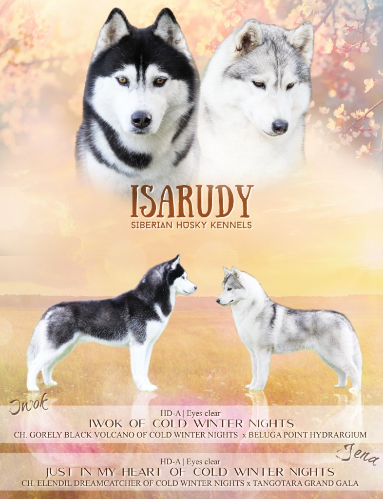 d'Isarudy - Siberian Husky - Portée née le 28/03/2020