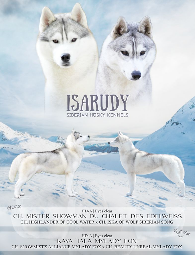 d'Isarudy - Siberian Husky - Portée née le 06/11/2019