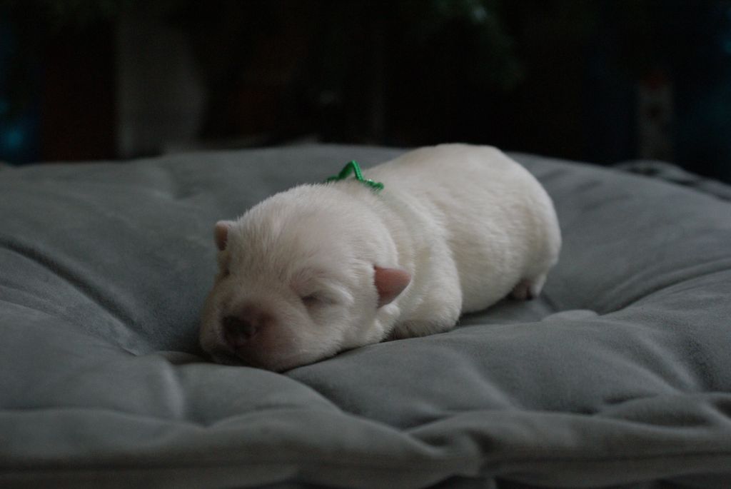 d'Isarudy - Chiot disponible  - West Highland White Terrier