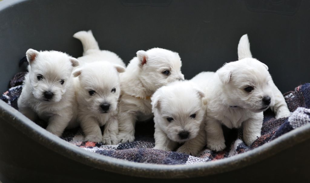 d'Isarudy - West Highland White Terrier - Portée née le 03/02/2022