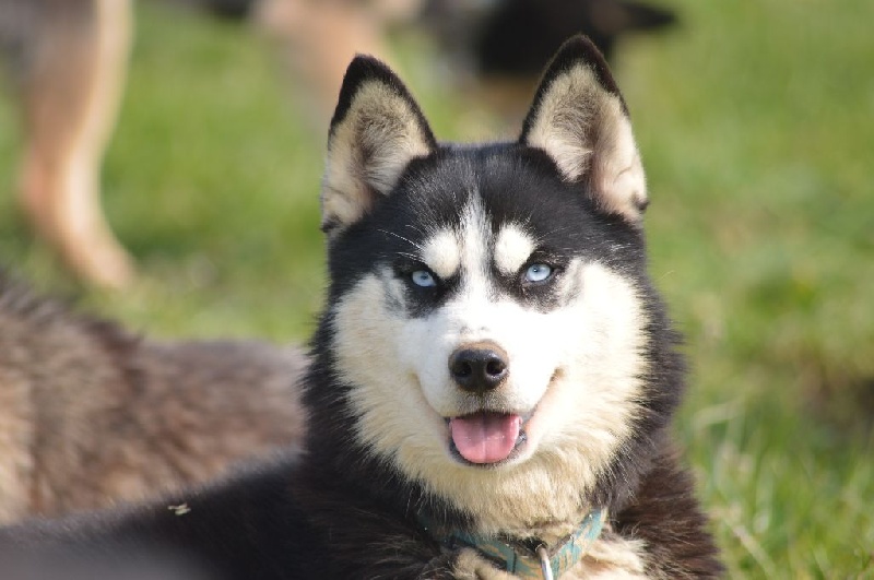 Just perfect dit joyce d'Isarudy