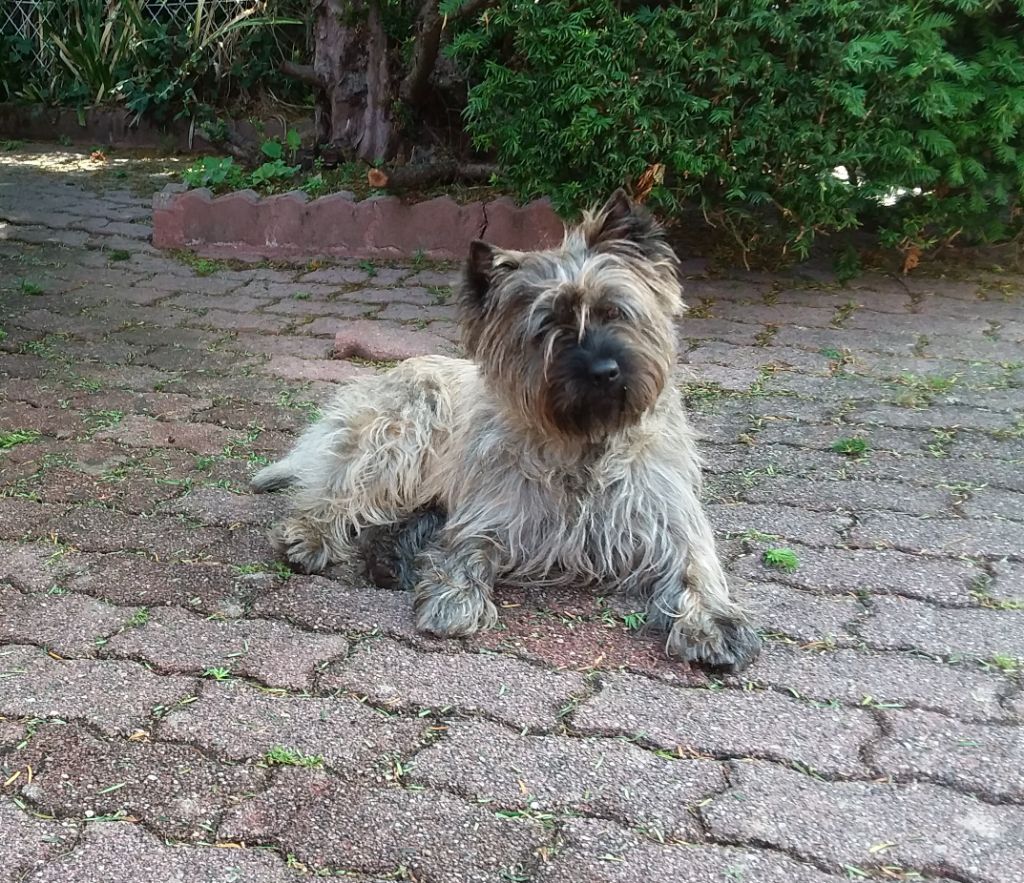 Puck d'Isarudy