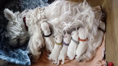 d'Isarudy - Chiots westies LOF