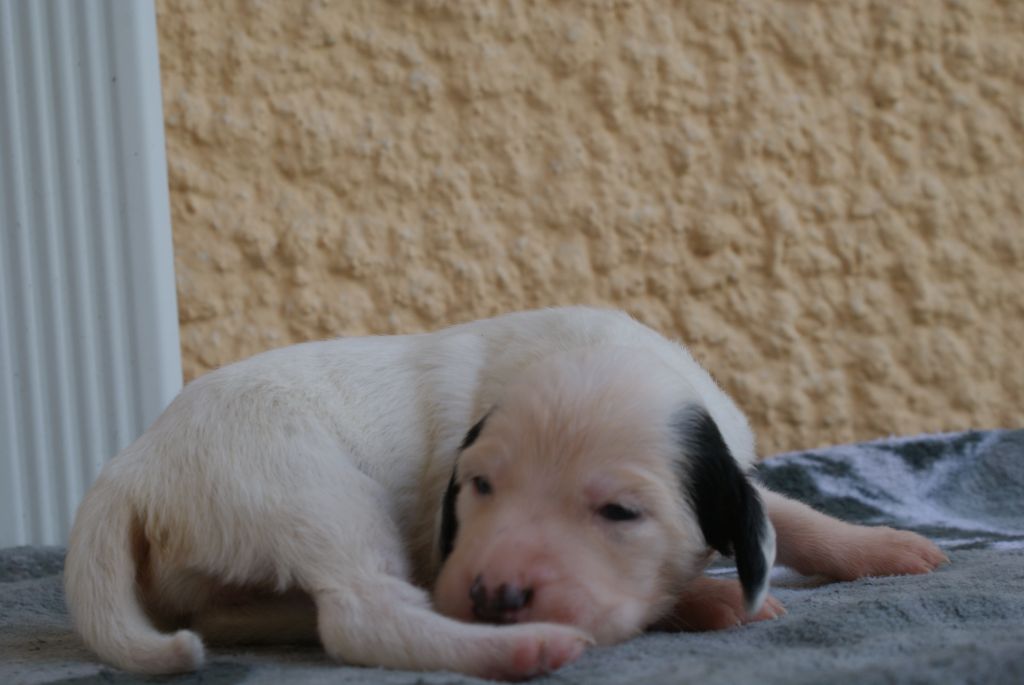 d'Isarudy - Chiots disponibles - Setter Anglais