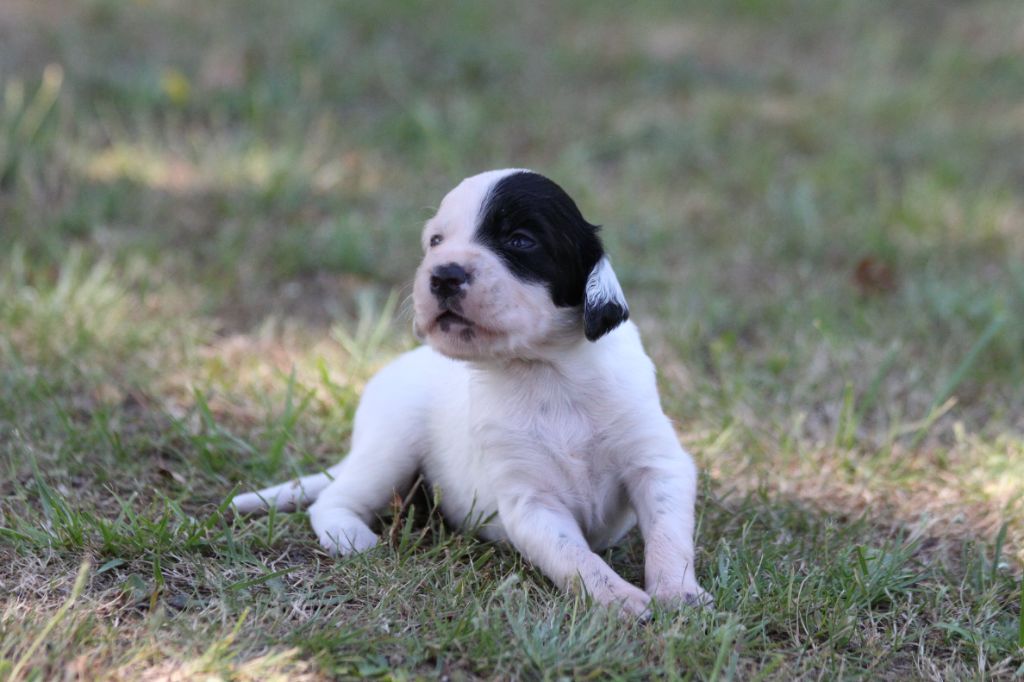 d'Isarudy - Chiots disponibles - Setter Anglais