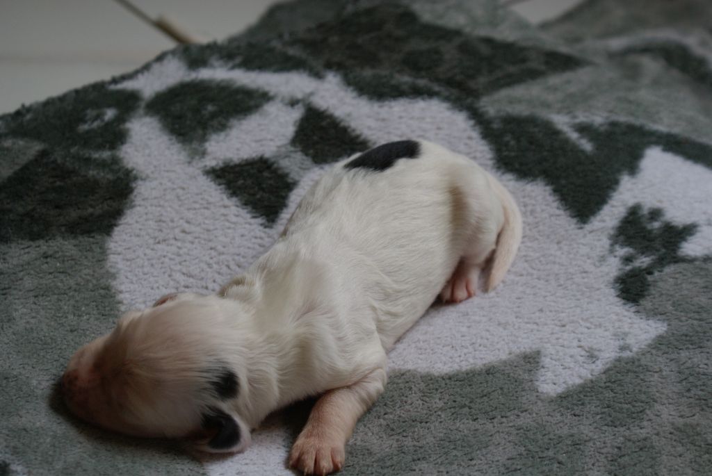 d'Isarudy - Chiots disponibles - Setter Anglais