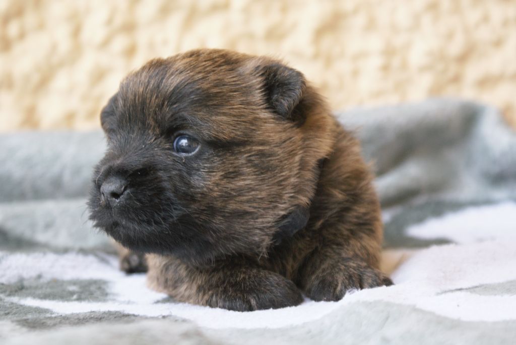 d'Isarudy - Chiots disponibles - Cairn Terrier