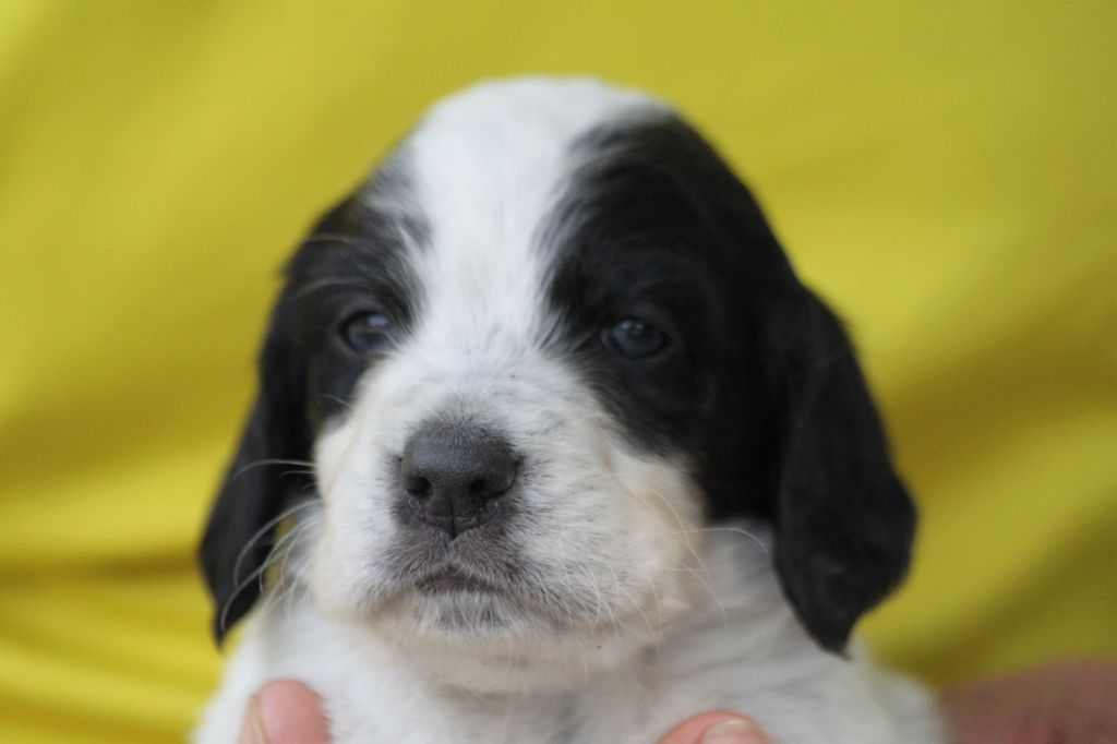d'Isarudy - Chiots disponibles - Setter Anglais