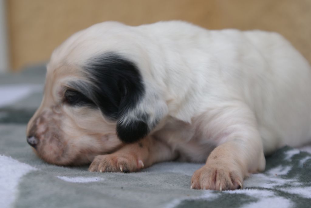 d'Isarudy - Chiots disponibles - Setter Anglais