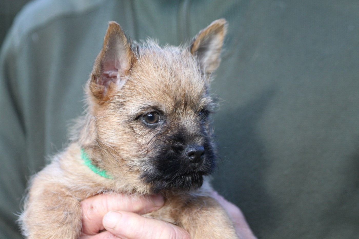 d'Isarudy - Chiots disponibles - Cairn Terrier