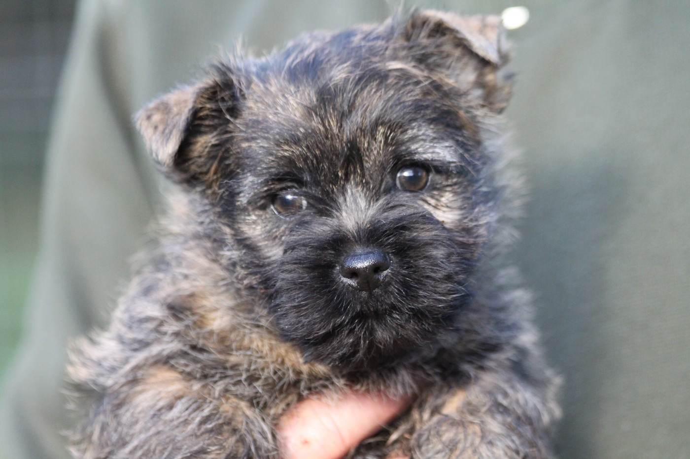 d'Isarudy - Chiots disponibles - Cairn Terrier