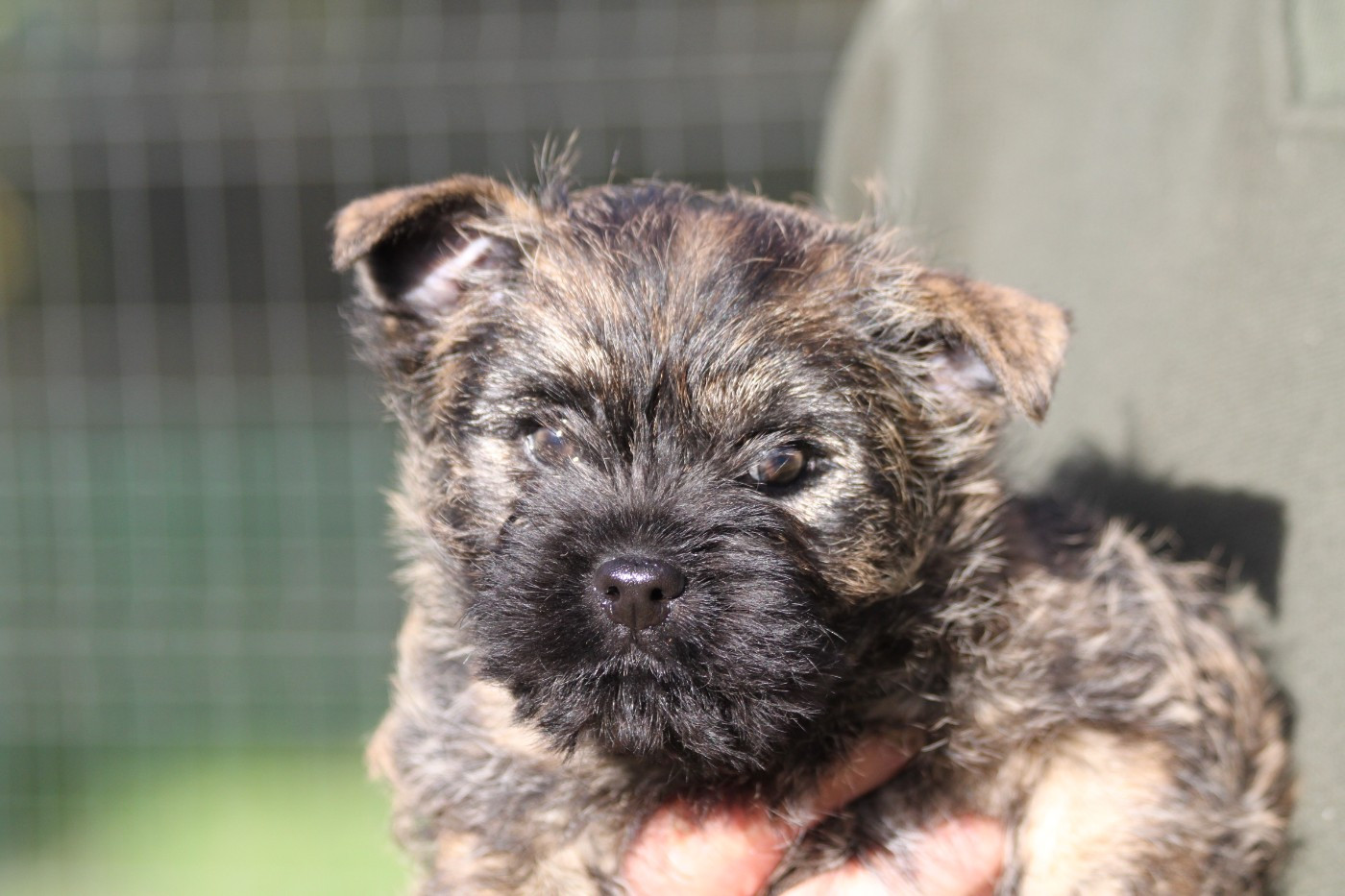 d'Isarudy - Cairn Terrier - Portée née le 05/10/2025