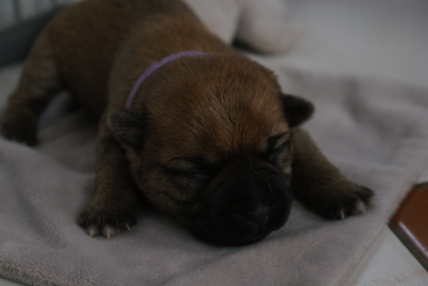 d'Isarudy - Chiots disponibles - Cairn Terrier