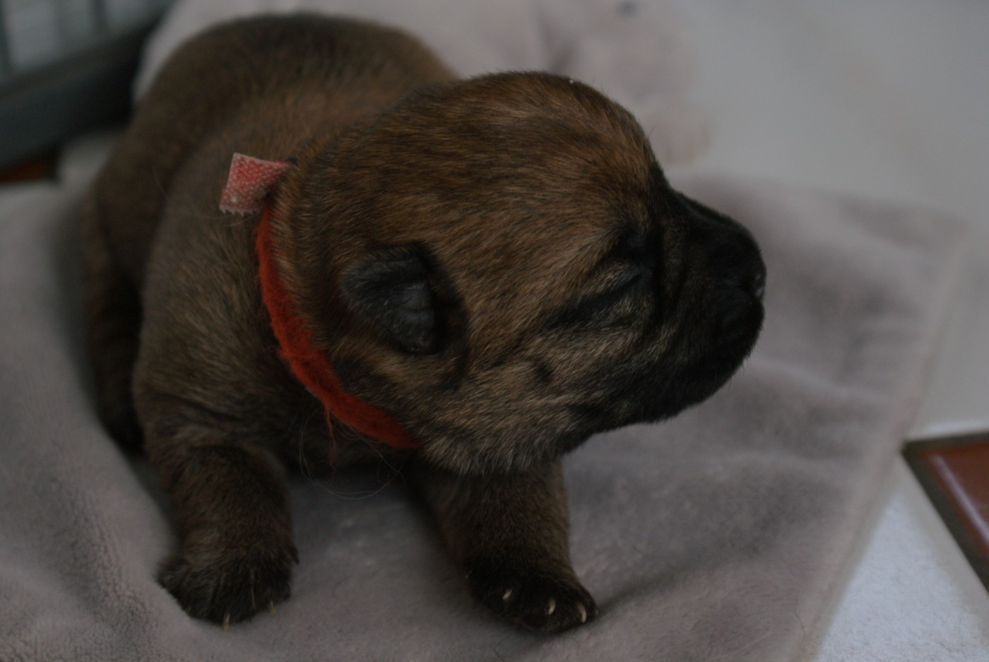 d'Isarudy - Chiots disponibles - Cairn Terrier