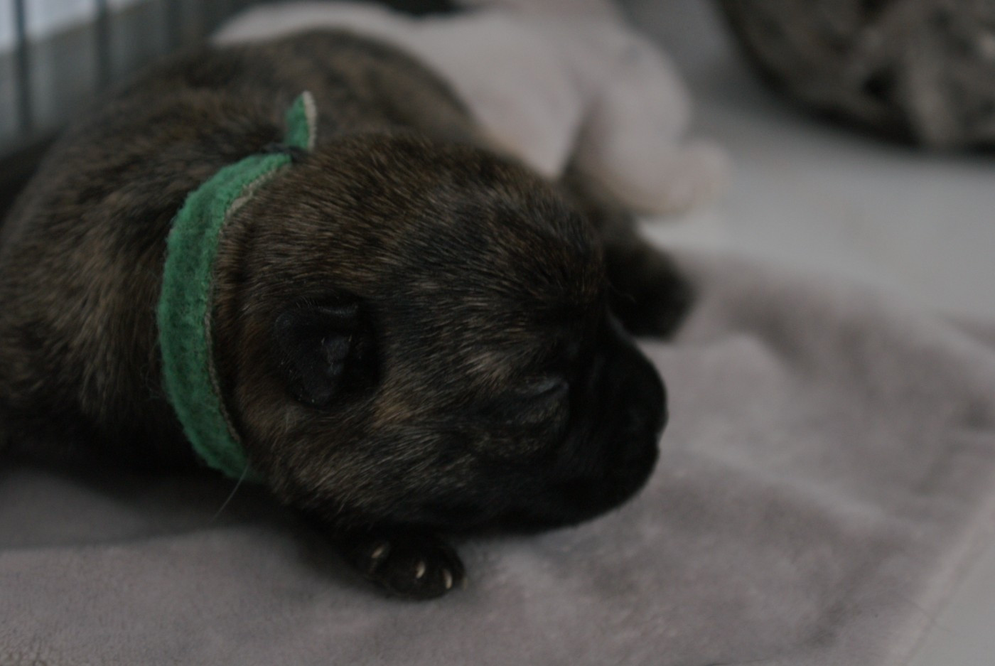 d'Isarudy - Chiots disponibles - Cairn Terrier