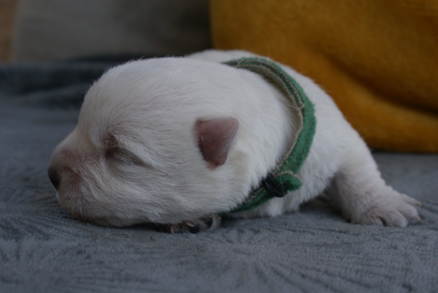 d'Isarudy - Chiots disponibles - West Highland White Terrier