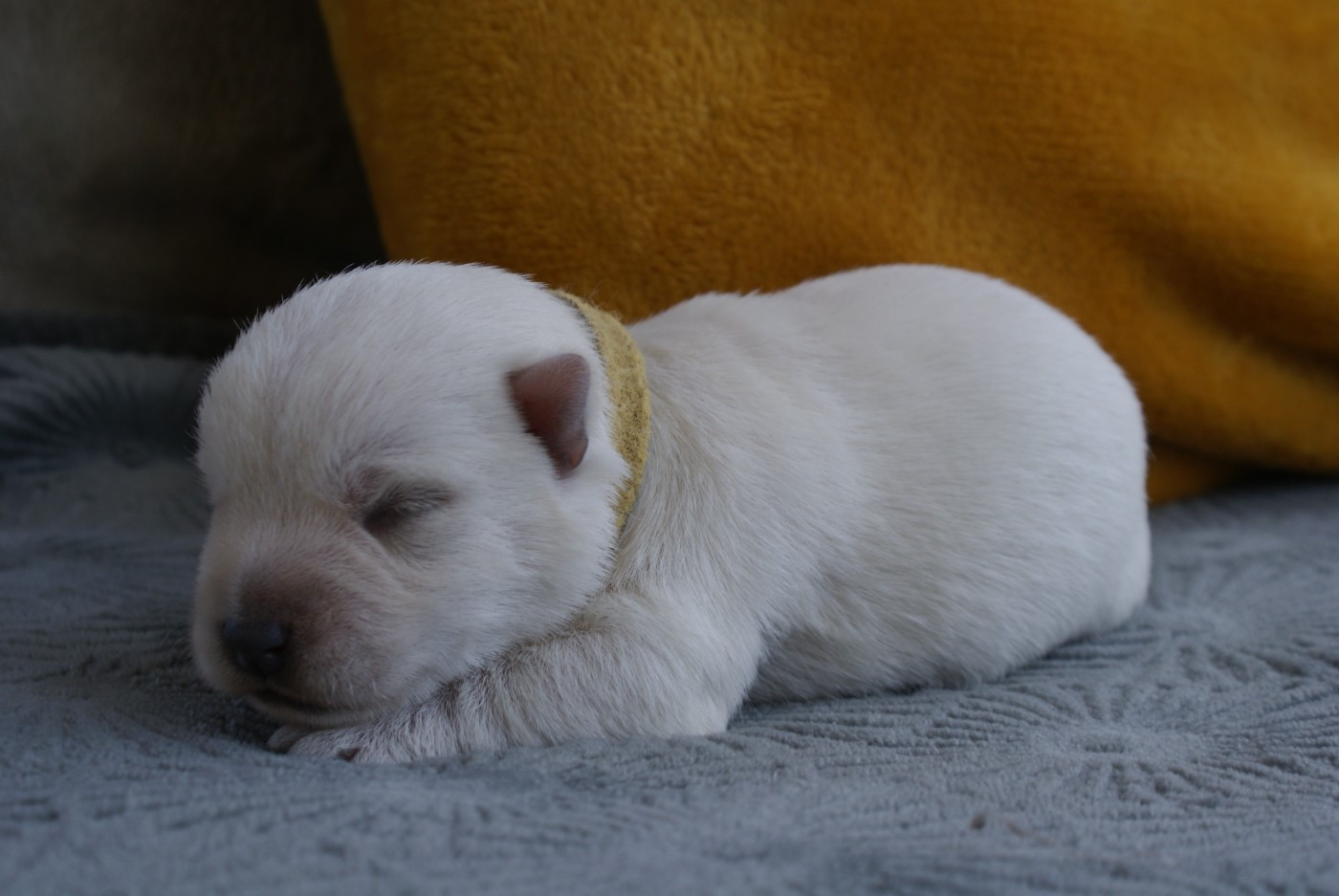 d'Isarudy - Chiots disponibles - West Highland White Terrier