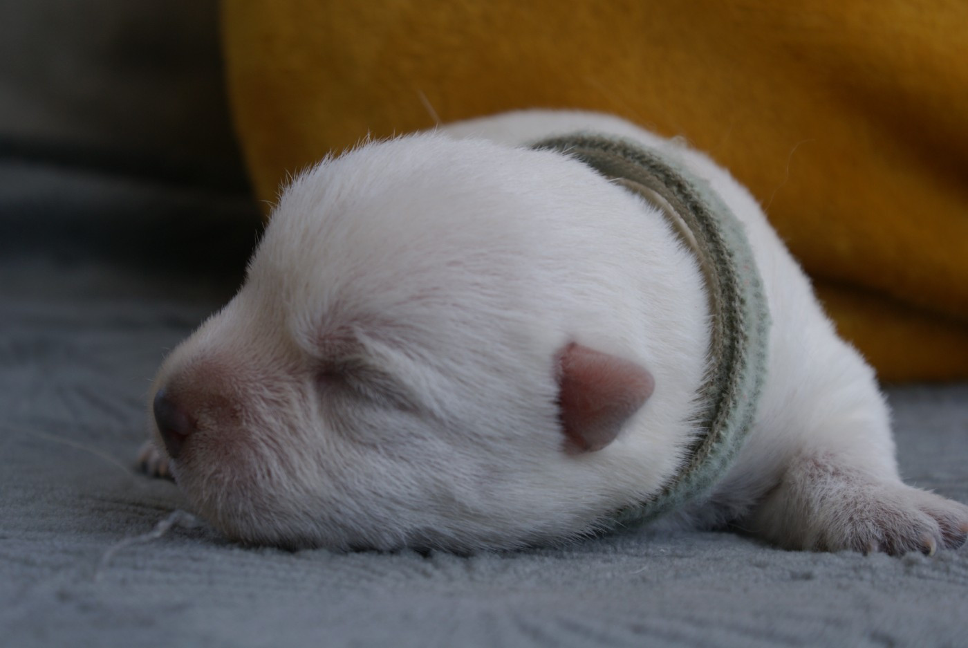 d'Isarudy - Chiots disponibles - West Highland White Terrier